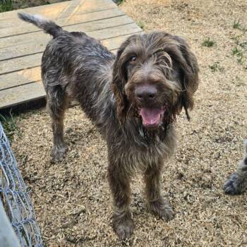 Rescue German Wirehaired Pointer Dogs for Adoption in Santa Rosa, California - Rooster (Wellston, Ohio) | PetCurious