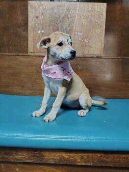 Aurora - abandoned A Litter of 4 -  Australian Cattle Dog Blue Heeler and Hound Dog for Adoption in Horn Lake, Mississippi - Aurora - Abandoned A Litter Of 4 | PetCurious