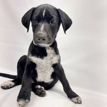 774 (2026) Tony -  Australian Shepherd and Mixed Breed Dog for Adoption in Parker, Colorado - 774 (2026) Tony | PetCurious