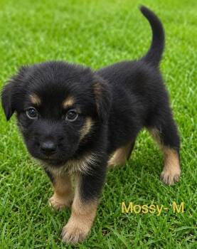 Mossy -  Mixed Breed Dog for Adoption in Monticello, Minnesota - Mossy | PetCurious