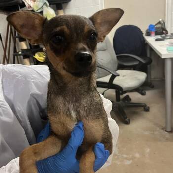Chihuahua Dogs Available for Adoption in Edinburg, Texas - Mrs. Potato Head | PetCurious