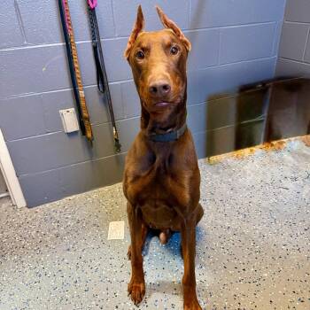 Doberman Pinscher Dogs Available for Adoption in Tuscaloosa, Alabama - TUSC-Stray-84067 | PetCurious