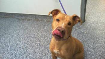 ZOEE -  Labrador Retriever and Mixed Breed Dog for Adoption in Charlotte, North Carolina - ZOEE | PetCurious