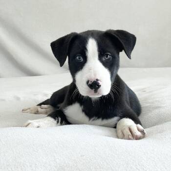 Black Labrador Retriever and Labrador Retriever Dogs Available for Adoption - Adorable Ashlyn | PetCurious