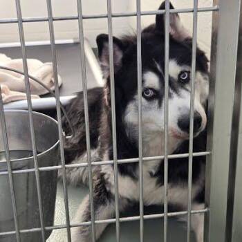 SVAS-Stray-39617 -  Husky Dog for Adoption in Lyndhurst, Virginia - SVAS-Stray-39617 | PetCurious