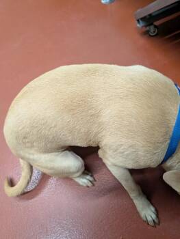 Ayla -  Mixed Breed Dog Available for Adoption in Douglasville, Georgia - Ayla | PetCurious