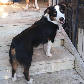 Riddle -  Australian Shepherd and Corgi Dog for Adoption in Logan, Utah - Riddle | PetCurious