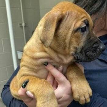 Mastiff Dogs Available for Adoption - Raj | PetCurious