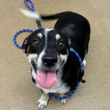 Dante -  Terrier and Mixed Breed Dog for Adoption in Corpus Christi, Texas - Dante | PetCurious
