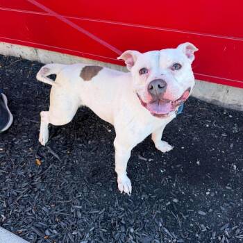 Brock -  American Bully Dog for Adoption in Buffalo, New York - Brock | PetCurious