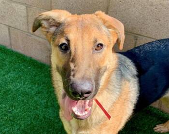 SAVE ME PLEASE Laila - IDA551356 -  German Shepherd Dog Dog for Adoption in San Marcos, California - SAVE ME PLEASE Laila - IDA551356 | PetCurious