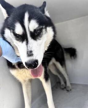Siberian Husky Dogs Available for Adoption in Houston, Texas - A656059 | PetCurious