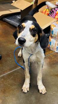 Ellie Mae -  Hound Dog for Adoption in Council Bluffs, Iowa - Ellie Mae | PetCurious