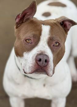 American Staffordshire Terrier Dogs Available for Adoption in Crown Point, Indiana - Luna Rose | PetCurious