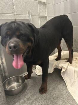 Rottweiler and Mixed Breed Dogs Available for Adoption in West Chester, Pennsylvania - Bubba | PetCurious