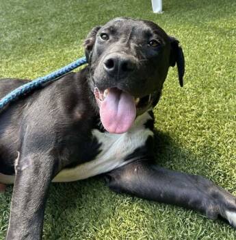 Rescue American Staffordshire Terrier Dogs for Adoption in Raleigh, North Carolina - Dapper | PetCurious