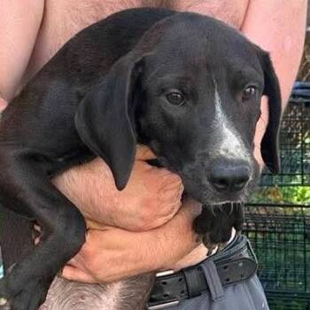Cal -  Retriever and Hound Dog for Adoption in Shinnston, West Virginia - Cal | PetCurious