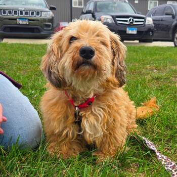 Lil Boy -  Miniature Poodle and Maltese Dog for Adoption in Champaign, Illinois - Lil Boy | PetCurious