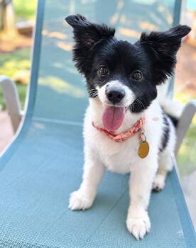 Sula -  Papillon Dog for Adoption in Garland, Texas - Sula | PetCurious