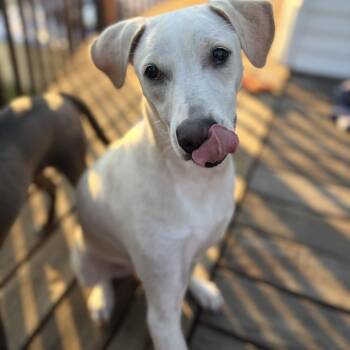 Skye -  Labrador Retriever and Mixed Breed Dog for Adoption in Carmel Hamlet, New York - Skye | PetCurious