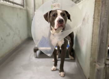 Rescue Mixed Breed Dogs for Adoption in Durham, North Carolina - String Bean | PetCurious