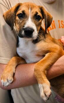 Bakers Mann -  Labrador Retriever and Terrier Dog for Adoption in El Dorado, Arkansas - Bakers Mann | PetCurious