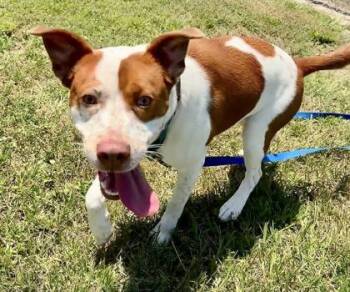 Dewey -  Mixed Breed Dog for Adoption in Vero Beach, Florida - Dewey | PetCurious