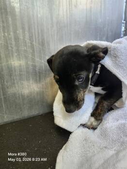 Chihuahua Dogs Available for Adoption in San Antonio, Texas - CHOQUI | PetCurious