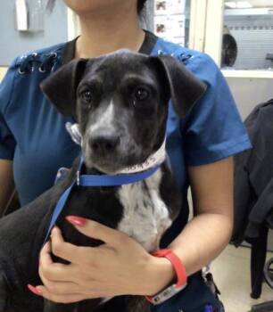 Pit Bull Terrier Dogs Available for Adoption - ZORA | PetCurious