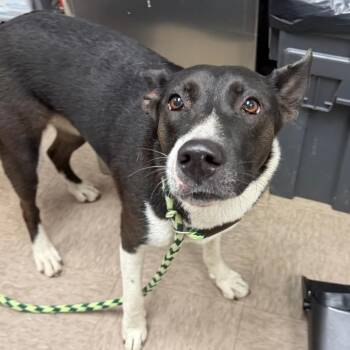 Zella -  Shepherd and Collie Dog for Adoption in Birmingham, Alabama - Zella | PetCurious