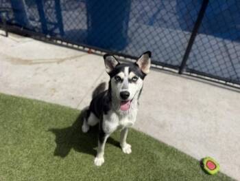 SIENNA -  Siberian Husky and Mixed Breed Dog for Adoption in Doral, Florida - SIENNA | PetCurious