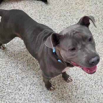 Nivara -  Mixed Breed Dog for Adoption in Auburn, Alabama - Nivara | PetCurious