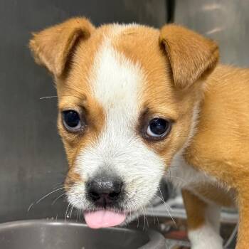 Rex -  Terrier and Mixed Breed Dog for Adoption in Jacksonville, Arkansas - Rex | PetCurious