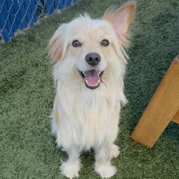 Rox -  Terrier and Mixed Breed Dog for Adoption in Long Beach, California - Rox | PetCurious