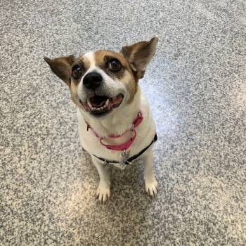 Rescue Beagle Dogs for Adoption in Falls Church, Virginia - Hannah | PetCurious