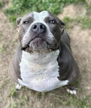 Terrier Dogs Available for Adoption in Lancaster, South Carolina - Deliliah | PetCurious