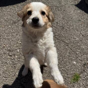 Australian Shepherd and Beagle Dogs Available for Adoption in Falls Church, Virginia - Willie Mae Pup:  Violet | PetCurious
