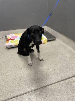 OREO -  Labrador Retriever and Mixed Breed Dog for Adoption in Tallahassee, Florida - OREO | PetCurious