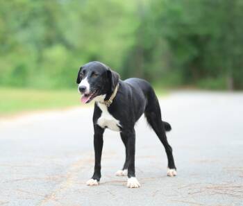 Angel -  Black Labrador Retriever Dog for Adoption in Lucedale, Mississippi - Angel | PetCurious