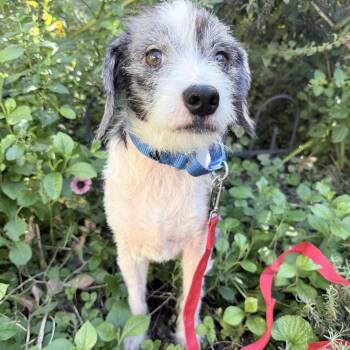 Oswald -  Terrier Dog for Adoption in Fairfax, Virginia - Oswald | PetCurious
