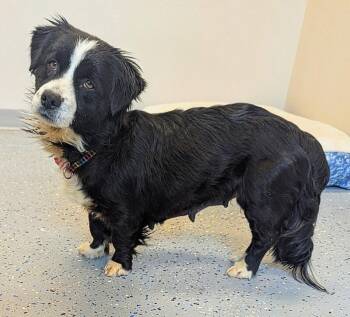 Corgi and Border Collie Dogs Available for Adoption - Emmy | PetCurious