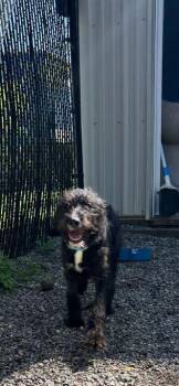 Poodle Dogs Available for Adoption in Elmsford, New York - Nova Available 5/1 | PetCurious