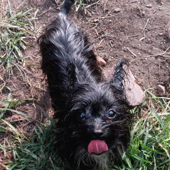 Abby -  Mixed Breed Dog for Adoption in Johnstown, Pennsylvania - Abby | PetCurious