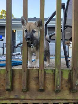 Rescue Husky and German Shepherd Dog Dogs for Adoption in Cambridge, Ontario - Otter | PetCurious