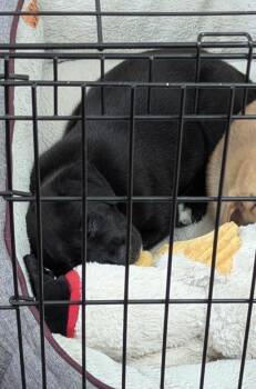 Border Collie Dogs Available for Adoption in Plano, Texas - Bean | PetCurious