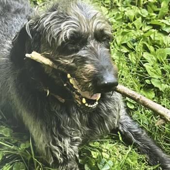 Smokey-Doodle -  Labrador Retriever and Standard Poodle Dog for Adoption in La Grange, Kentucky - Smokey-Doodle | PetCurious