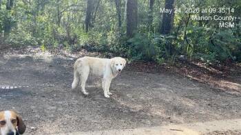 Great Pyrenees Dogs Available for Adoption in Ocala, Florida - NEWT | PetCurious