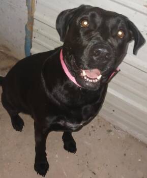 Missy -  Black Labrador Retriever Dog for Adoption in Fayetteville, Arkansas - Missy | PetCurious