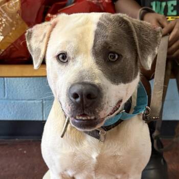 Dillard -  Pit Bull Terrier and Akita Dog for Adoption in East St. Louis, Illinois - Dillard | PetCurious