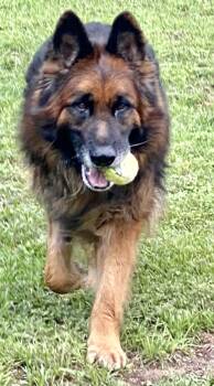 German Shepherd Dog Dogs Available for Adoption in Greeneville, Tennessee - Truman | PetCurious